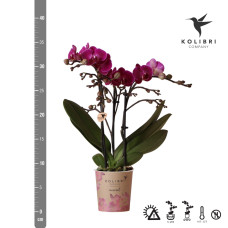 Kolibri Phalaenopsis Orchidee Morelia, Lila - Ø9 cm