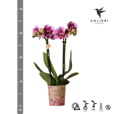 Kolibri Phalaenopsis Orchidee El Salvador, Rosa Lila - Ø9 cm