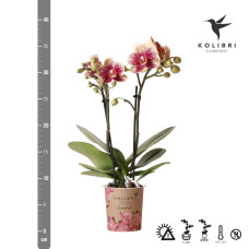 Kolibri Phalaenopsis-Orchidee Spanien, Gelbe Rote - Ø9 cm