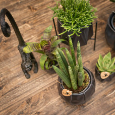 Kolibri Rhipsalis Baccifera - Ø9 cm