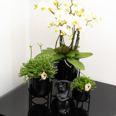 Kolibri Rhipsalis Baccifera - Ø9 cm