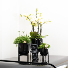 Kolibri Rhipsalis Baccifera - Ø9 cm