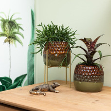 Kolibri Rhipsalis Baccifera - Ø6 cm