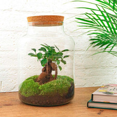 Urbanjngl Flaschengarten Milky Mit Bonsai - 30 cm