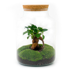 Urbanjngl Flaschengarten Milky Mit Bonsai - 30 cm