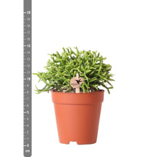 Kolibri Rhipsalis Cereuscala Gold - Ø6 cm