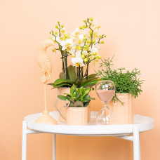 Kolibri Rhipsalis Cereuscala Gold - Ø9 cm