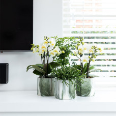 Kolibri Rhipsalis Burchellii (Korallenkaktus) - Ø 9 cm