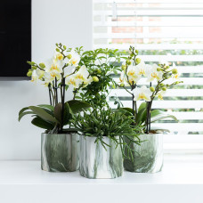 Kolibri Rhipsalis Burchellii (Korallenkaktus) - Ø 9 cm