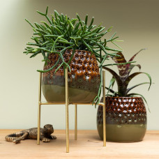 Kolibri Rhipsalis Burchellii (Korallenkaktus) - Ø 9 cm