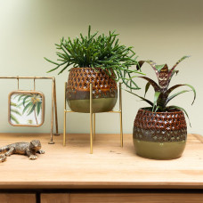 Kolibri Rhipsalis Burchellii (Korallenkaktus) - Ø 9 cm