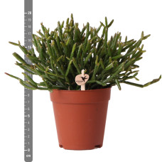 Kolibri Rhipsalis Burchellii (Korallenkaktus) - Ø 9 cm