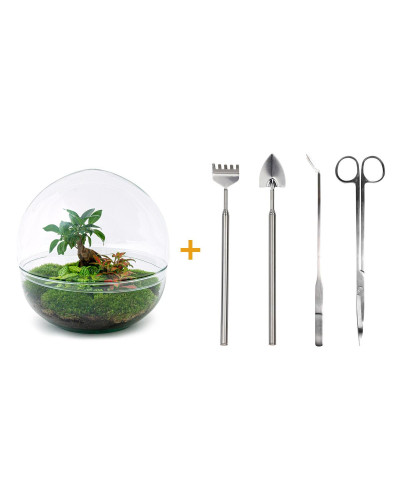 Urbanjngl Flaschengarten Set Ficus Ginseng Bonsai - 30 cm