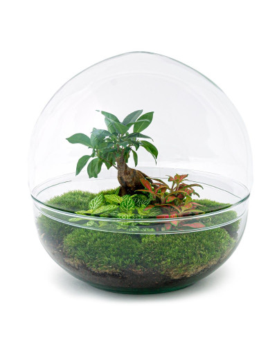 Urbanjngl Flaschengarten Set Ficus Ginseng Bonsai - 30 cm