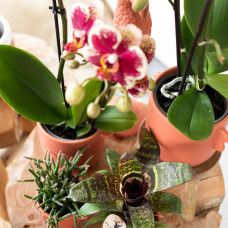 Kolibri Rhipsalis Burchellii (Korallenkaktus) - Ø 6 cm