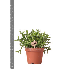 Kolibri Rhipsalis Burchellii (Korallenkaktus) - Ø 6 cm