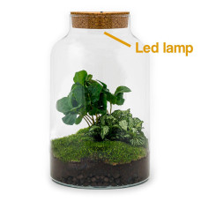 Urbanjngl Flaschengarten Milky Coffea Mit Lampe - 31 cm