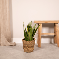 Vda Plant Sansevieria Laurentii - 55 cm, Ø14 cm