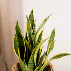 Vda Plant Sansevieria Laurentii - 55 cm, Ø14 cm