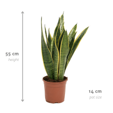 Vda Plant Sansevieria Laurentii - 55 cm, Ø14 cm