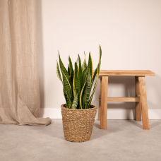 Vda Plant Sansevieria Laurentii - 65 cm, Ø17 cm