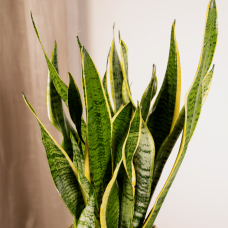 Vda Plant Sansevieria Laurentii - 65 cm, Ø17 cm