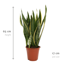 Vda Plant Sansevieria Laurentii - 65 cm, Ø17 cm