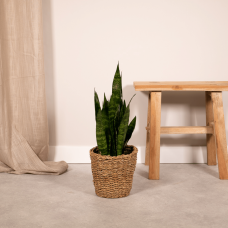 Vda Plant Sansevieria Zeylanica - 55 cm, Ø14 cm