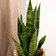 Vda Plant Sansevieria Zeylanica - 55 cm, Ø14 cm