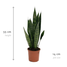 Vda Plant Sansevieria Zeylanica - 55 cm, Ø14 cm