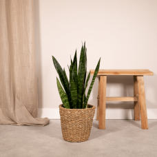 Vda Plant Sansevieria Zeylanica - 65 cm, Ø17 cm