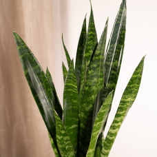Vda Plant Sansevieria Zeylanica - 65 cm, Ø17 cm
