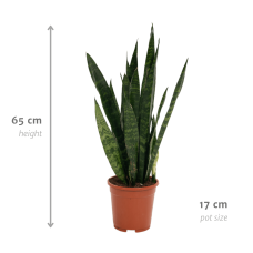 Vda Plant Sansevieria Zeylanica - 65 cm, Ø17 cm