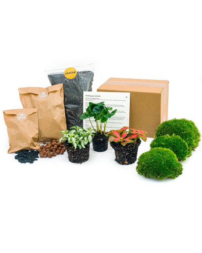 Urbanjngl Flaschengarten Terrarium Pakket Coffea Arabica