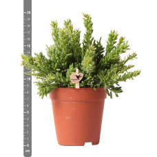 Kolibri Rhipsalis Mesembryanthemoides - Ø 9 cm