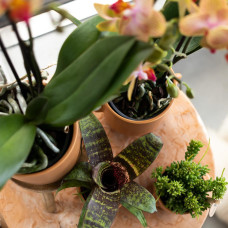 Kolibri Rhipsalis Mesembryanthemoides - Ø 6 cm