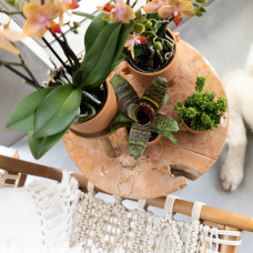 Kolibri Rhipsalis Mesembryanthemoides - Ø 6 cm