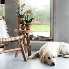 Kolibri Rhipsalis Mesembryanthemoides - Ø 6 cm