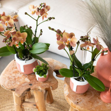 Kolibri Rhipsalis Mesembryanthemoides - Ø 6 cm