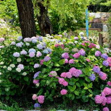 Culvita Bio-Pflanzerde Säureliebend 40 Liter