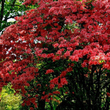 Culvita Bio-Pflanzerde Säureliebend 40 Liter