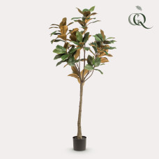 Green Boutiq Kunstpflanze Magnolia Grandiflora - 150 cm