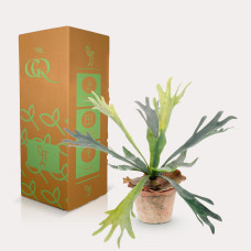 Green Boutiq Kunstpflanze Staghorn Farn (Geweihfarn) 33 cm