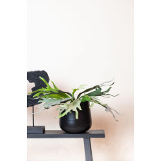 Green Boutiq Kunstpflanze Staghorn Farn (Geweihfarn) 33 cm