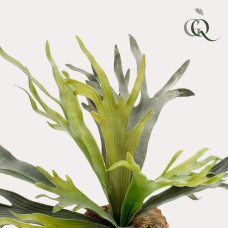 Green Boutiq Kunstpflanze Staghorn Farn (Geweihfarn) 50 cm