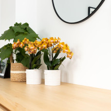 Kolibri Phalaenopsis-Orchidee Jewel Las Vegas, Orange-Goldene - Ø12 cm