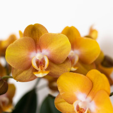 Kolibri Phalaenopsis-Orchidee Jewel Las Vegas, Orange-Goldene - Ø12 cm