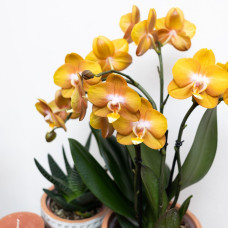 Kolibri Phalaenopsis-Orchidee Jewel Las Vegas, Orange-Goldene - Ø12 cm
