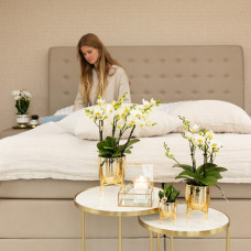 Kolibri Phalaenopsis-Orchidee Lausanne, Weiße - Ø9 cm