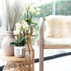 Kolibri Phalaenopsis-Orchidee Lausanne, Weiße - Ø9 cm